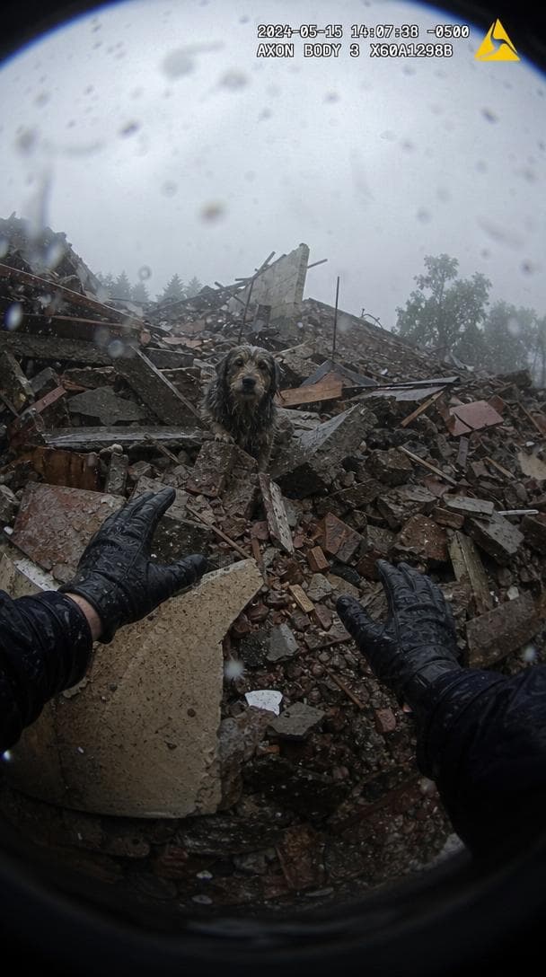 Animal Rescue video format made with ClipPilot